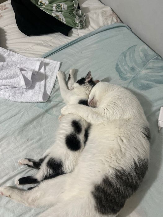 Кошки с паспортом!