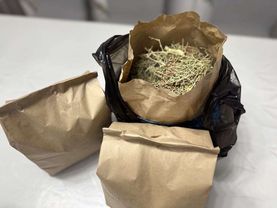 Жантақ шөбі шай сатамын жантак