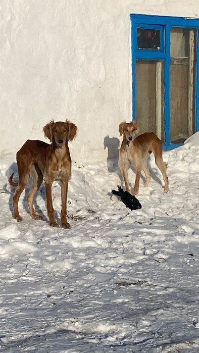 Продам сучку тазы.