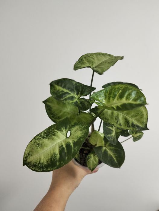 Комнатные растения.