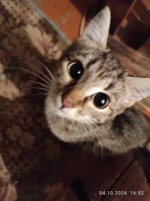 Котята в добрые руки.