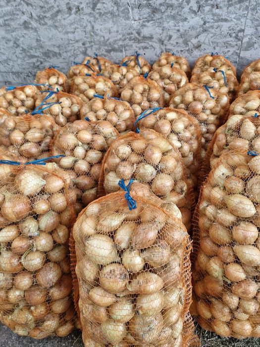 Vând ceapa producție 2025