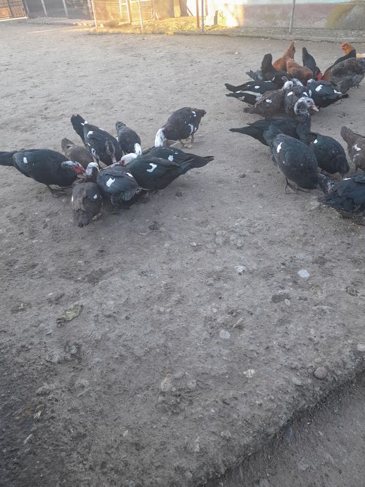 Vând rațe leșești