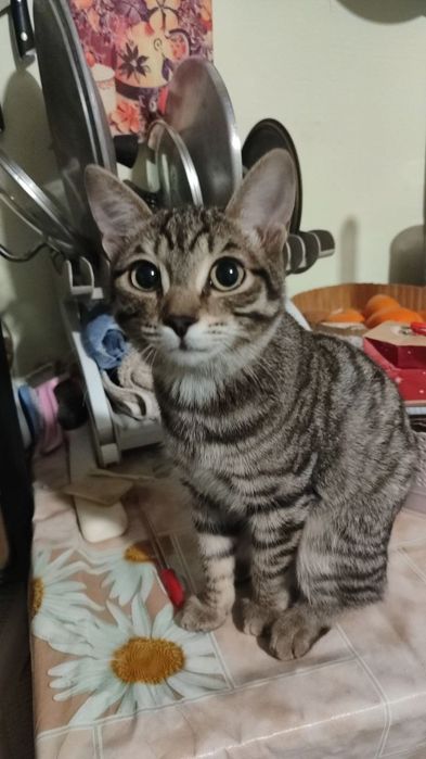 Котята в любящую семью