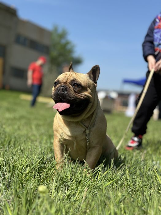 ВЯЗКА Французский бульдог