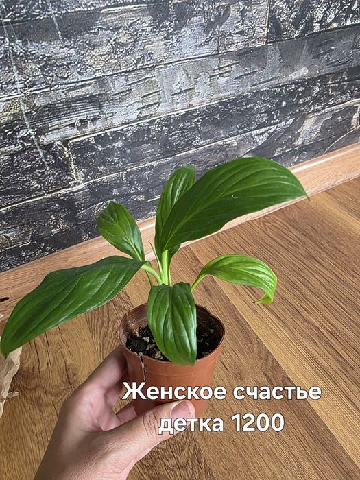 Комнатные растения