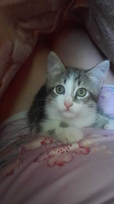 Отдам домашних котят в добрые руки