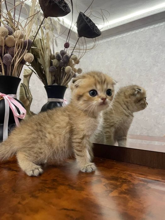 Шикарные котята Серебристые и Табби Шиншиллы