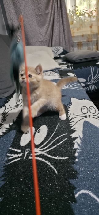 Британские котята,  клубные,  готовы  резерву!