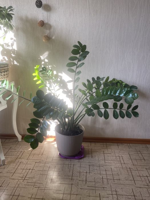 Замеокулькас или денежное дерево