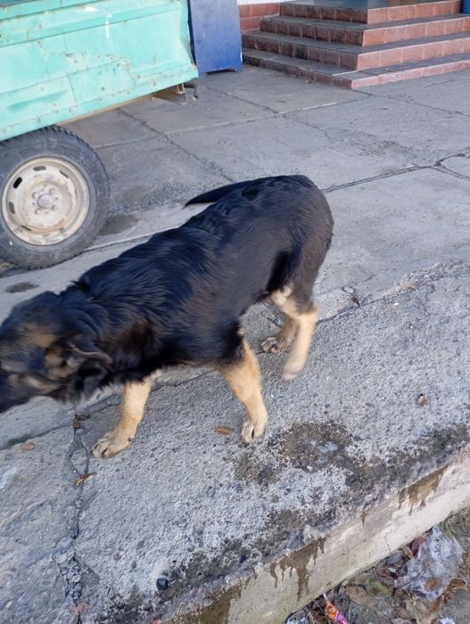 Белгийкая овчарка