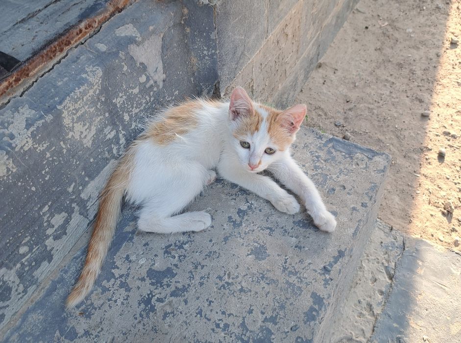 Котята домашние три месяца