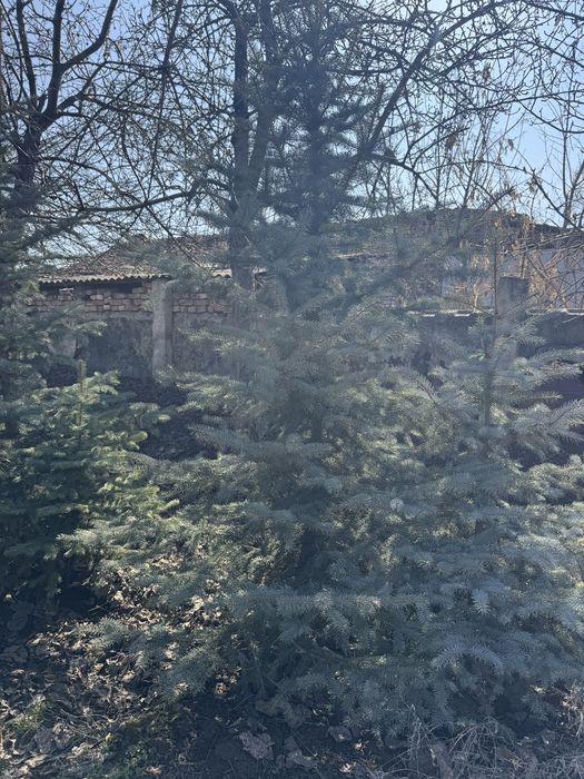 Продам саженцы.