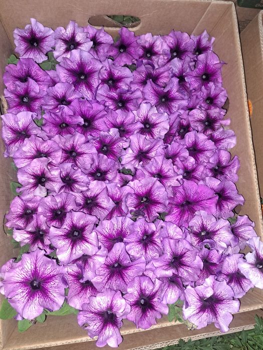 цветы оптом в розницу