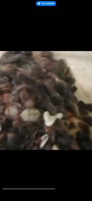 Волосы заплетенная оптом