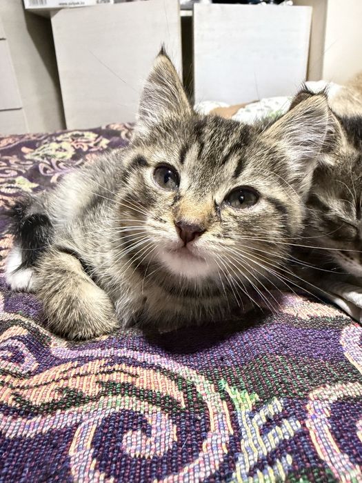 Отдам котенка 2 месяца