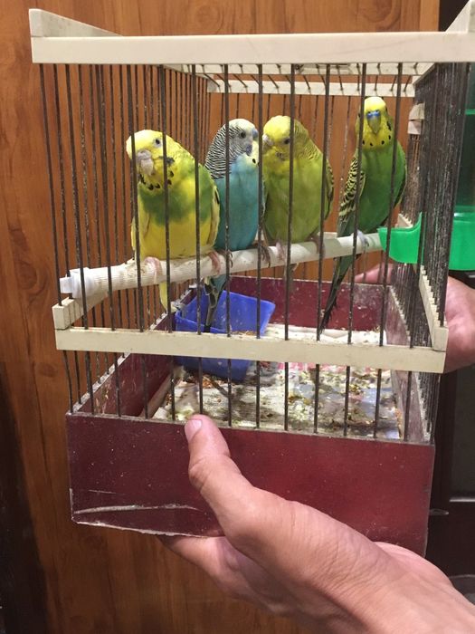 Волнистые попугаи готовые