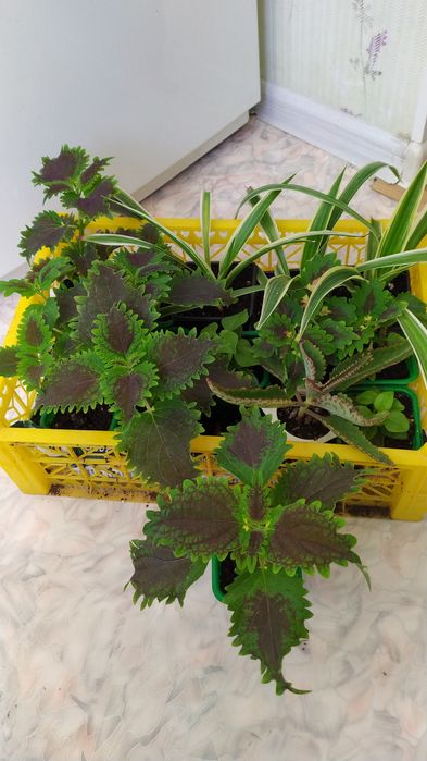 Комнатные цветы разные