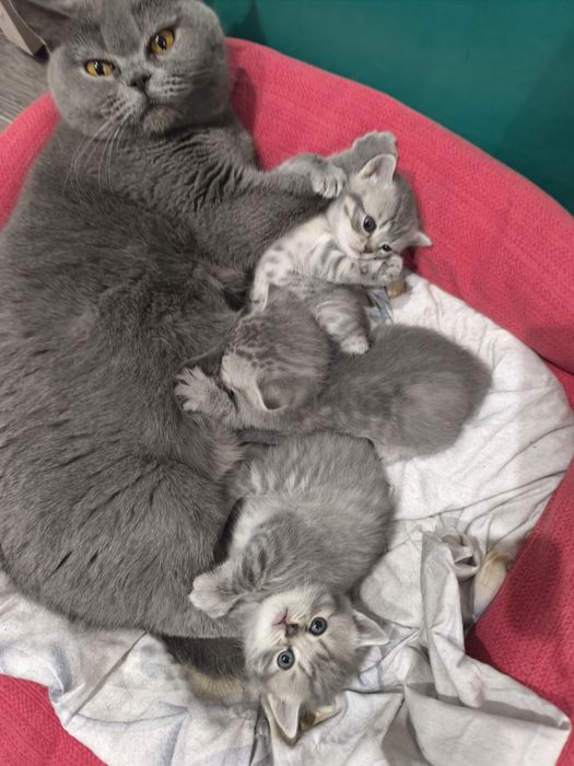 Котята британские