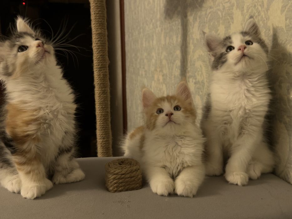 Котята Мейн-Куны