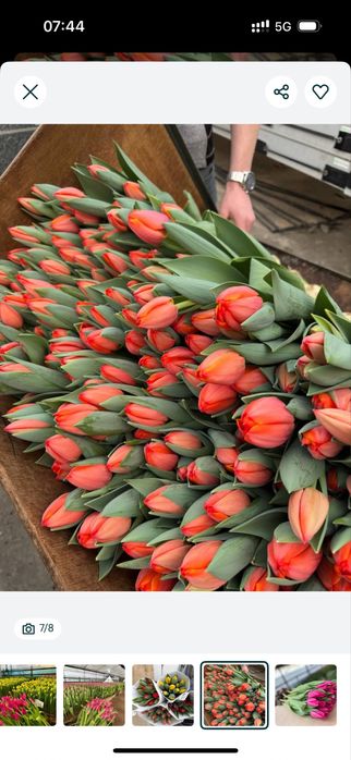 Тюльпаны оптом доставка