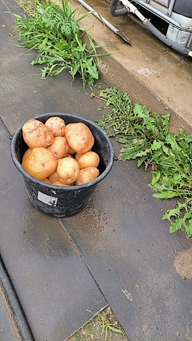 Продам картофель