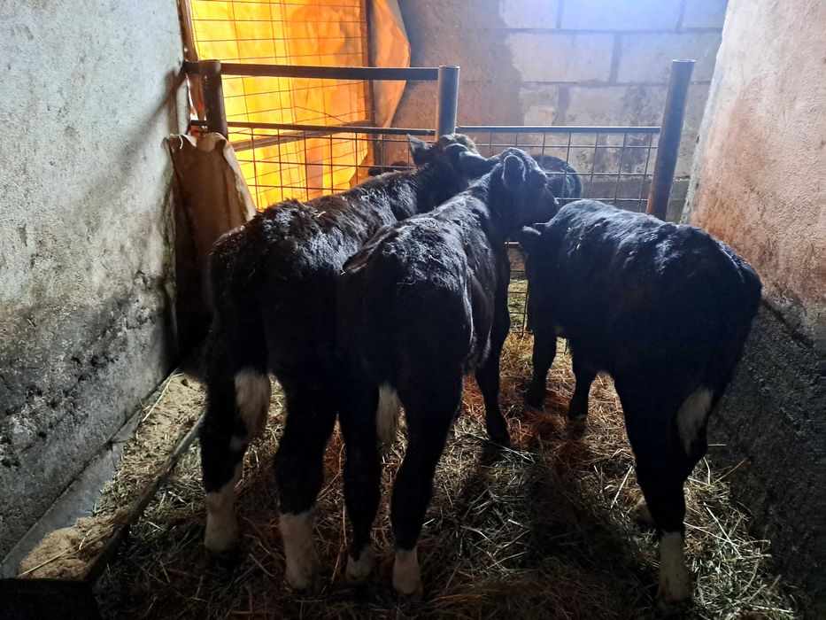 Taurasi disponibili !