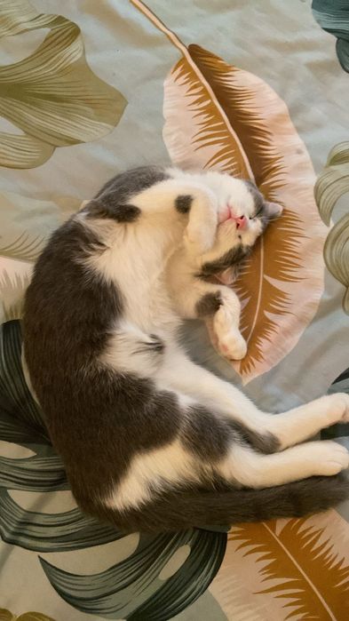 Кошка ищем кота для вязки