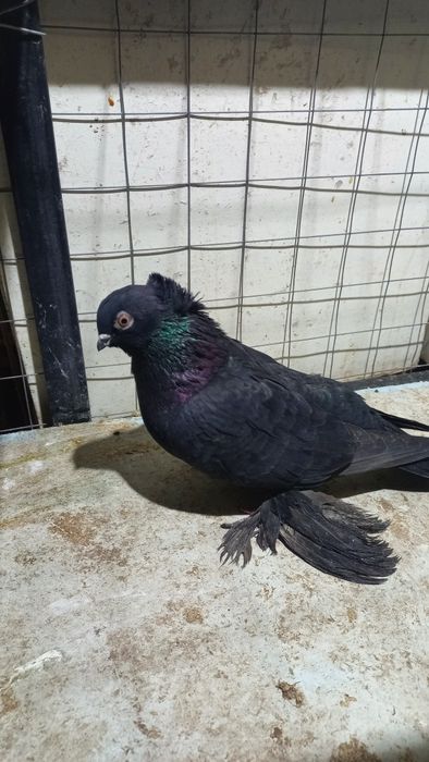 продам голубей разных мастей