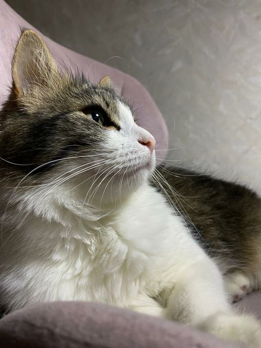 Pet sitter/ Bona ingrijitoare animale de companie.