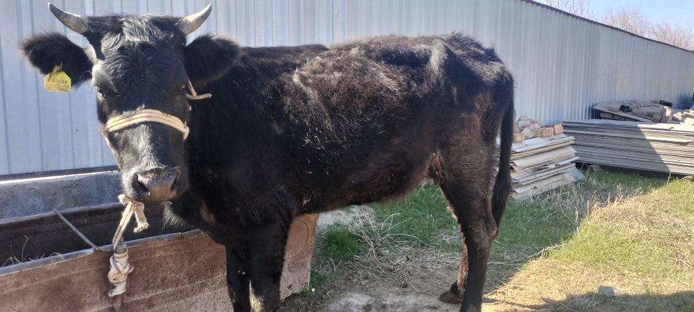 Кашар сатылады ..