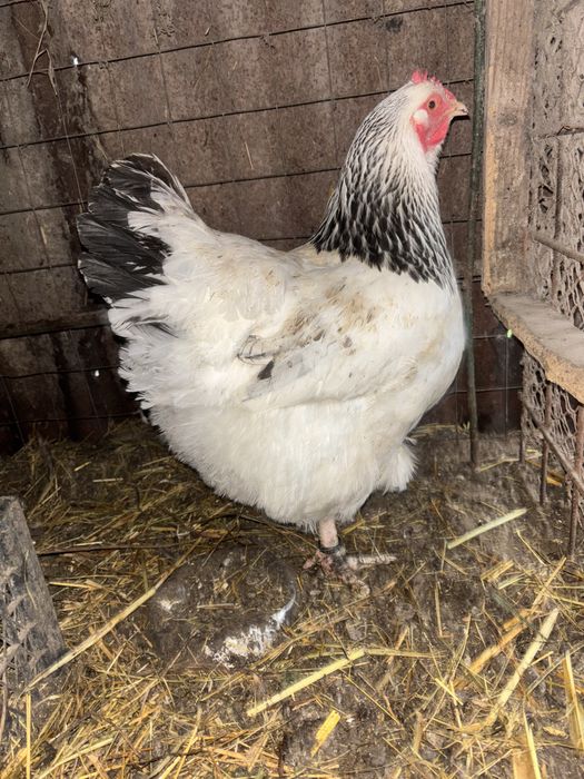 Rate lesesti, ratoi romanesc, gascan lesesc si cocosi pitici