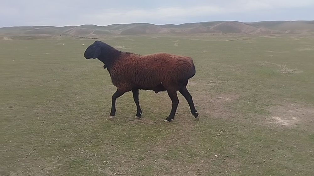 Toza Hisori qo‘ylar bor. Naslga mos. Qiziqqanlar uchun