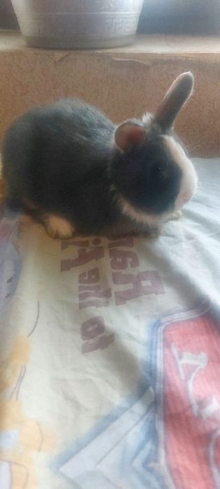 Кролик  Карлики продаётся