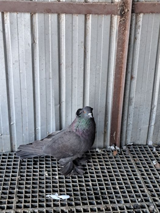 Porumbei uriasi maghiari