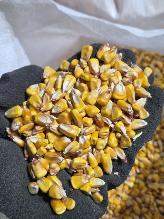 Porumb de vanzare  0.90 lei