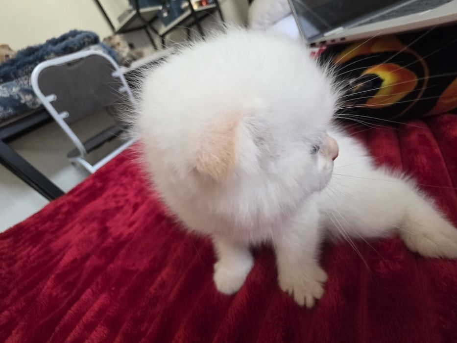 Красивый котёнок