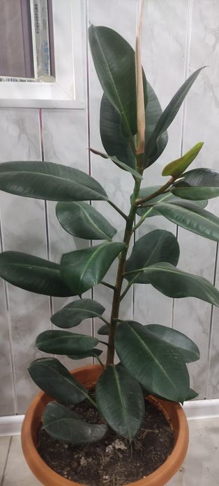 Фикус каучуконосный, Юкка