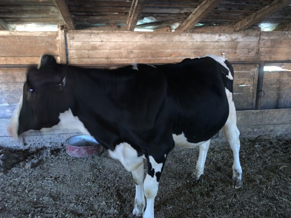 Vând vițele holstein