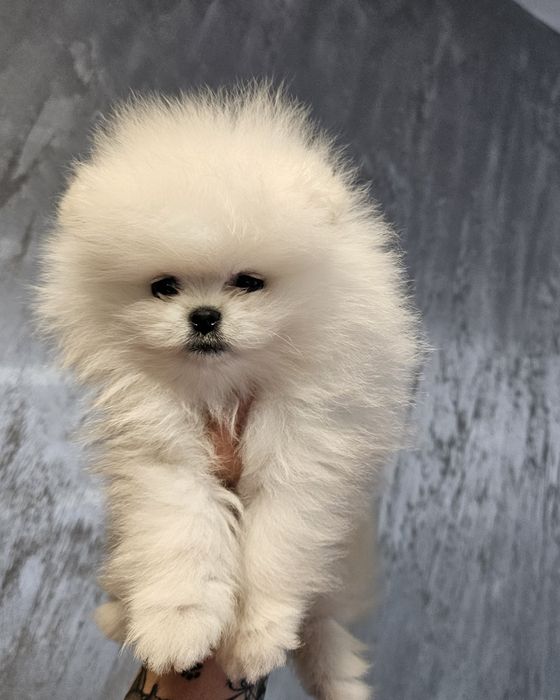 Pomeranian baietel superb!