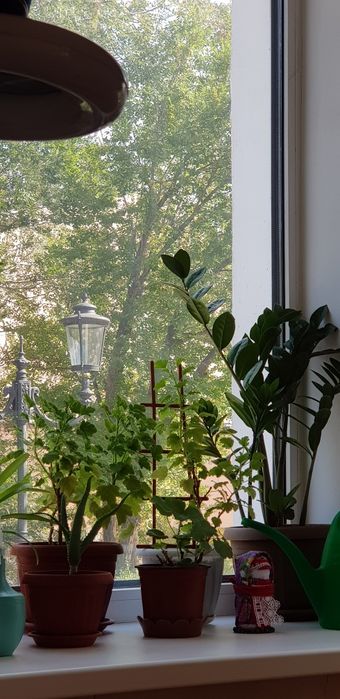 Замиокулькас,продам