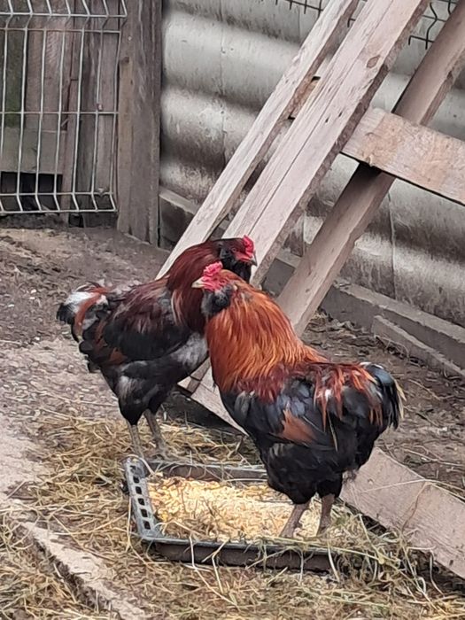 Oua BIO din gaini pășunate