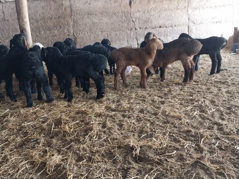 Қозы сатылады..  .