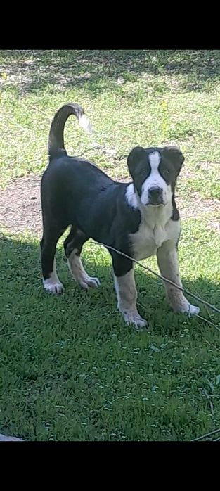 Алабай чемпионский кров