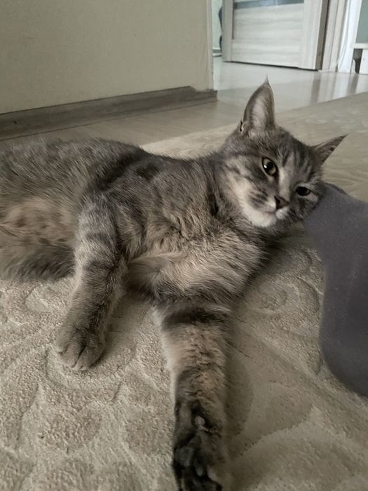 Кошка табби, девочка