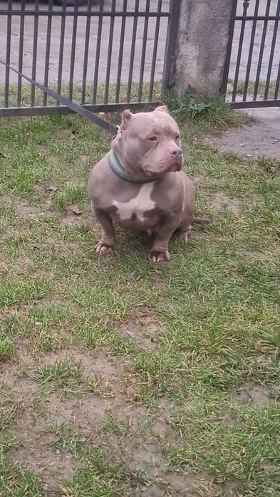 Vând Femelă American Bully Pokett de 3 Ani cu Pedigree !!
