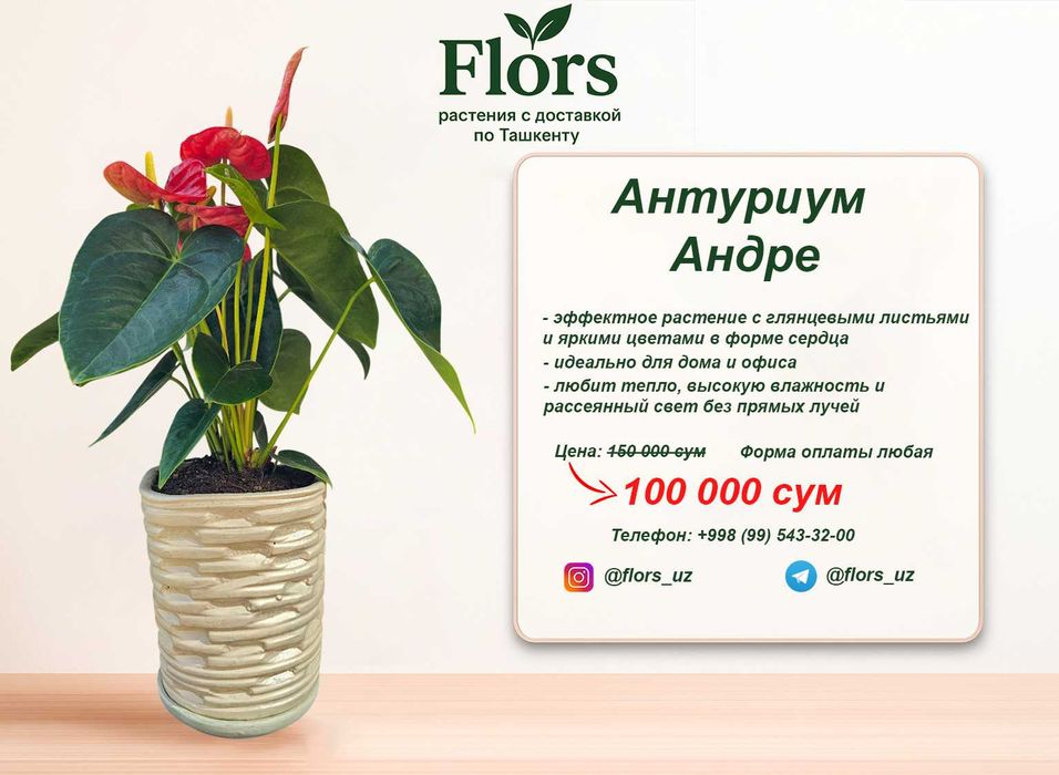 Цветы для дома и офиса - растение - Антуриум Андре