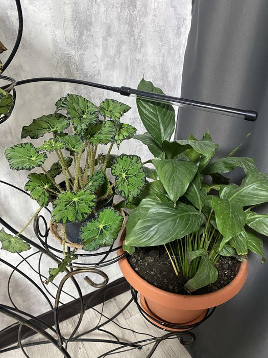 Комнатные растения