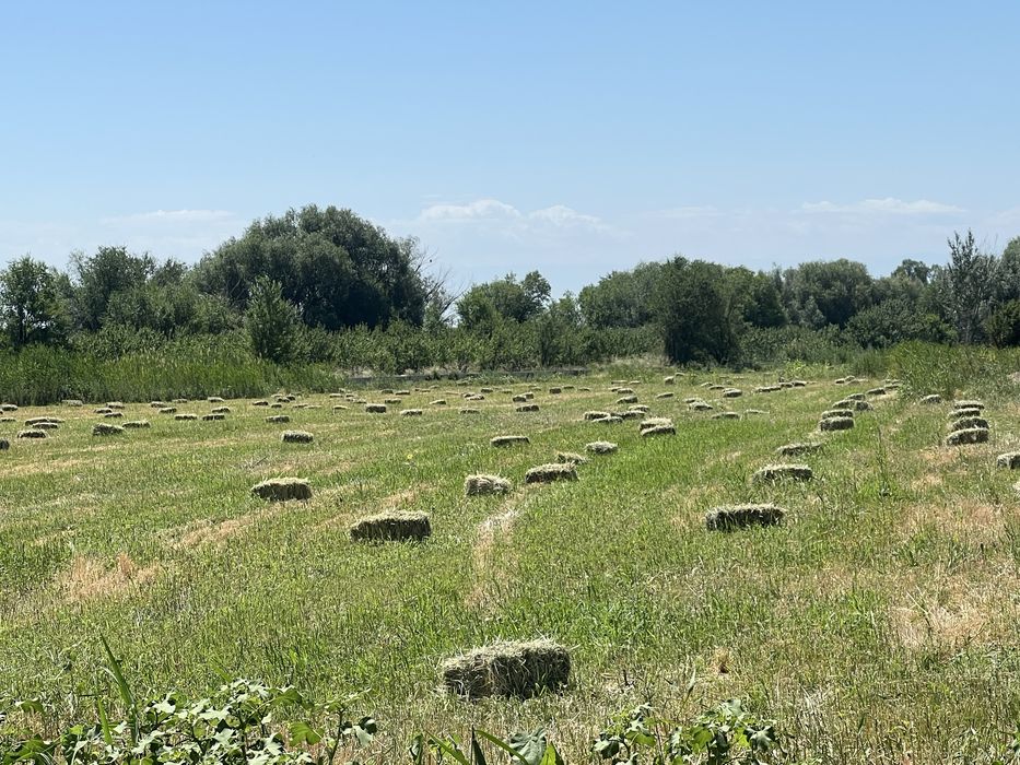 Продается  Сено с арпой