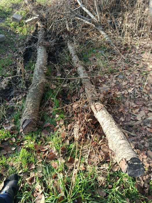 Отинга боладиган мевали дарахлар